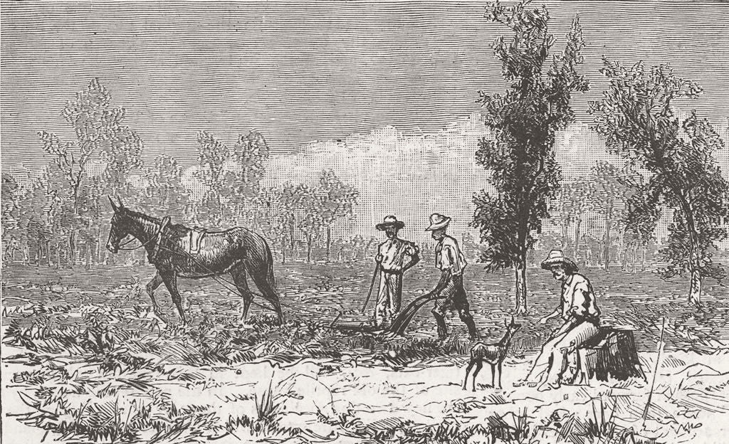 FLORIDA. Ploughing to plant orange trees, Narcoossee 1885 old antique print